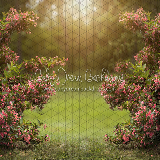 Happy Hedges Pink  (CC)