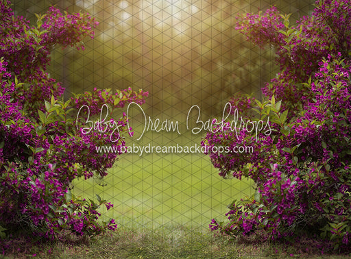 Happy Hedges Plum (CC)