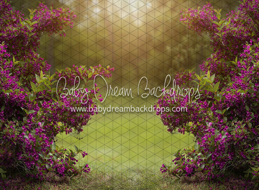 Happy Hedges Plum (CC)