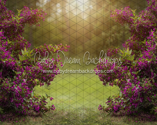 Happy Hedges Plum (CC)