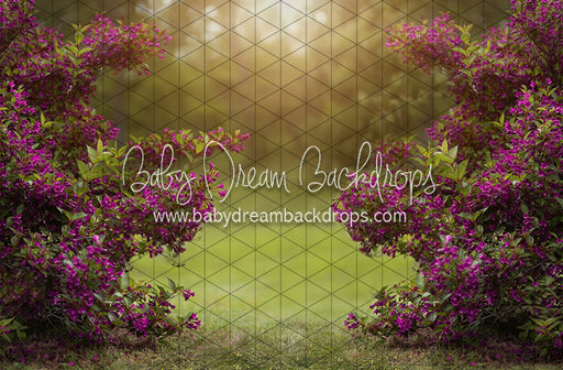 Happy Hedges Plum (CC)