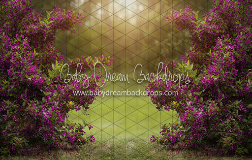 Happy Hedges Plum (CC)