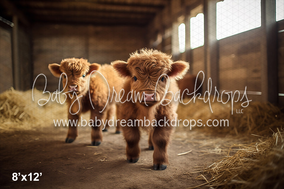 Fluffy cows HD wallpapers  Pxfuel