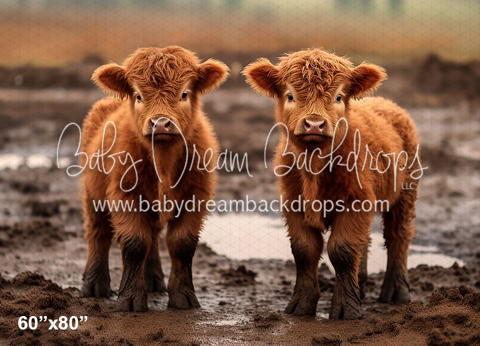 Highland Cow's in the Mud (AZ)