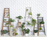 House Plant Workshop (JG)