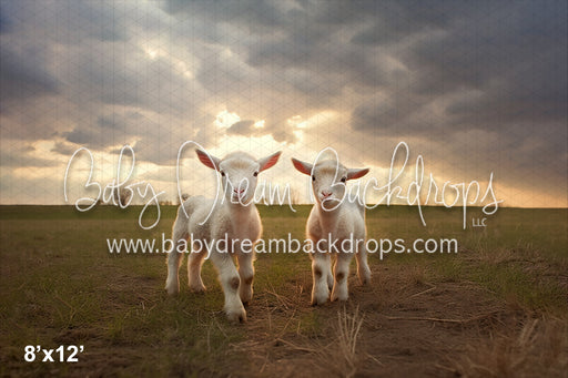 Lambs in the Pasture (AZ)