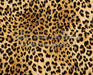 Leopard Love (CC)