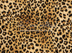 Leopard Love (CC)