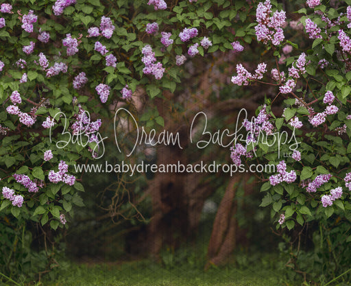 Lilac Love Path (CC)