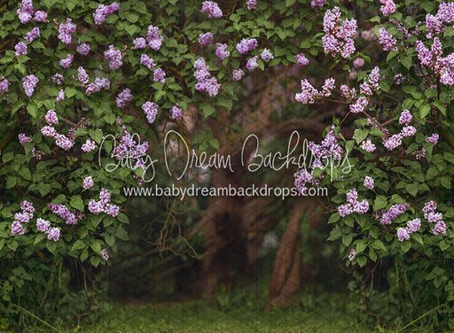 Lilac Love Path (CC)