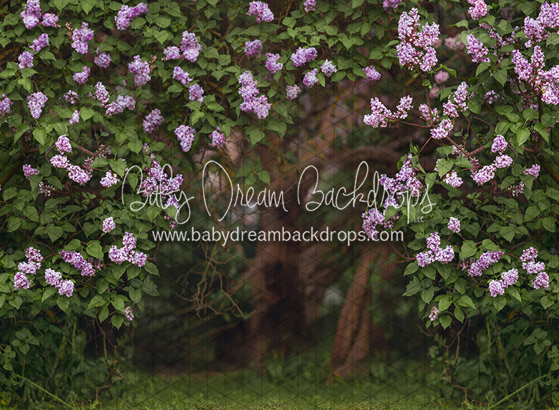 Lilac Love Path (CC)