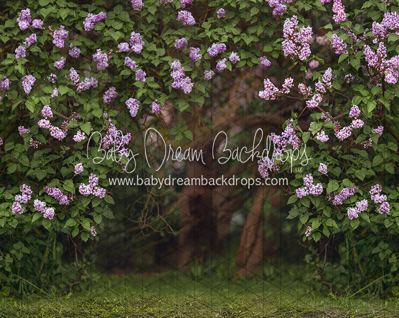 Lilac Love Path (CC)