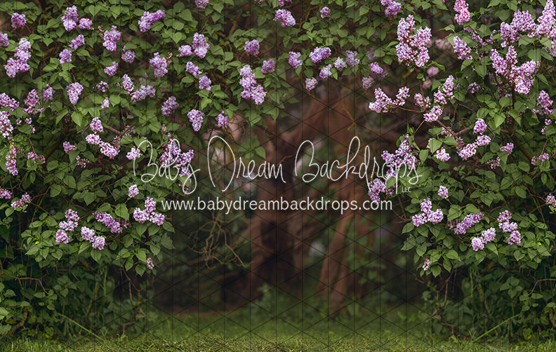 Lilac Love Path (CC)