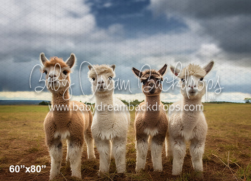 Llama's on the Farm (AZ)