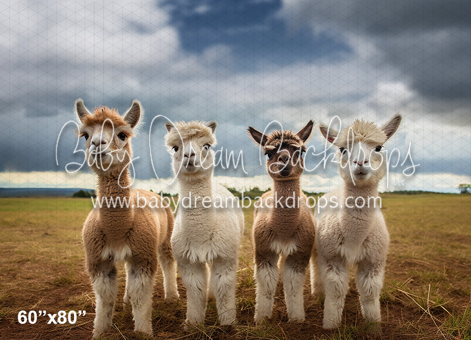 Llama's on the Farm (AZ)