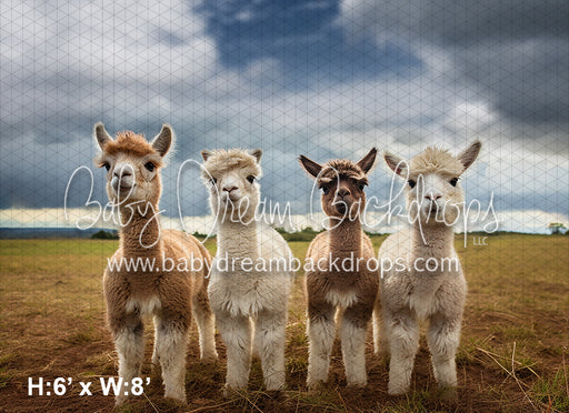 Llama's on the Farm (AZ)