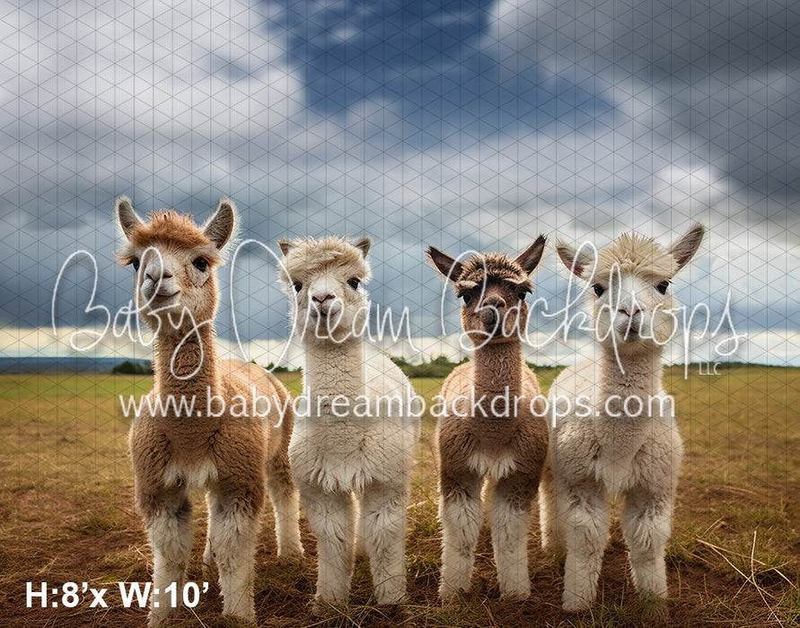 Llama's on the Farm (AZ)