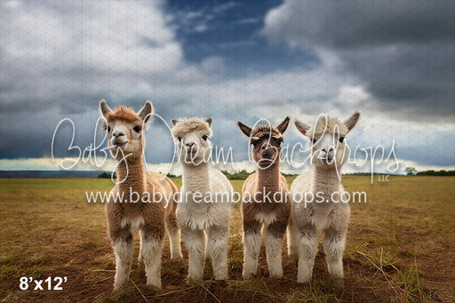 Llama's on the Farm (AZ)