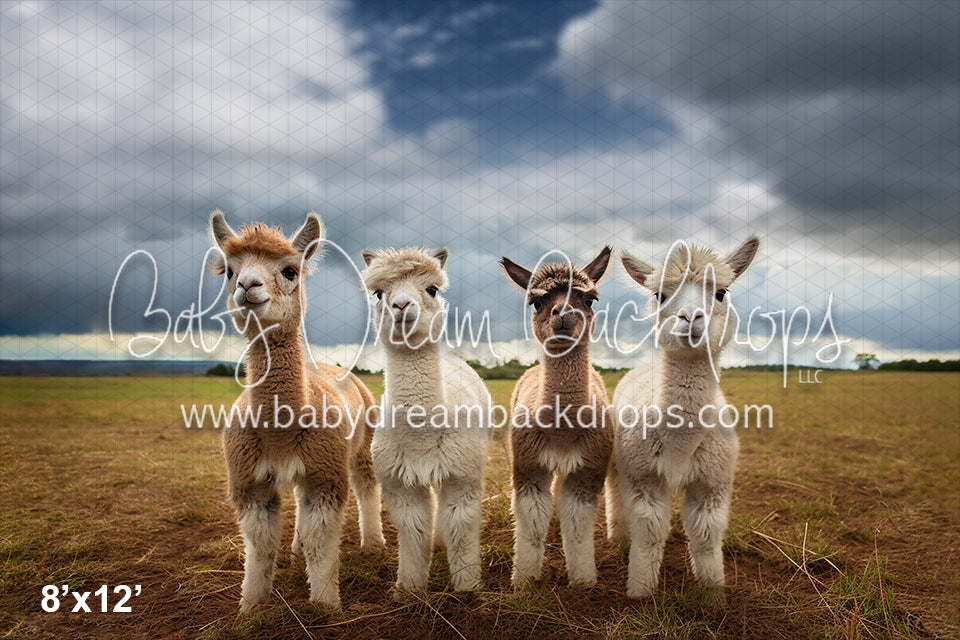 Llama's on the Farm (AZ)