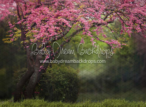 Meet Me Under the Spring Tree (CC)