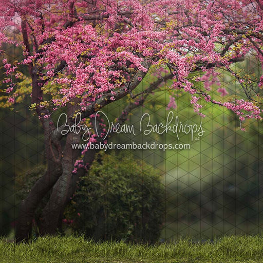 Meet Me Under the Spring Tree (CC)