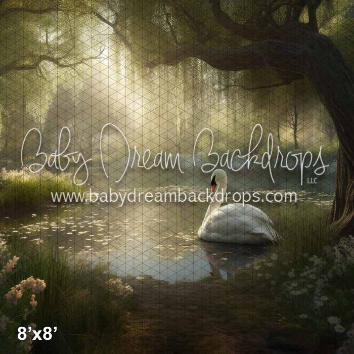 Morning Dew Swan Lake (KS)