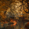 On the Autumn Pond (CC)