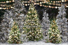 Once Upon a Christmas Forest (JA)