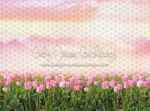 Perfectly Pink Tulips (CC)