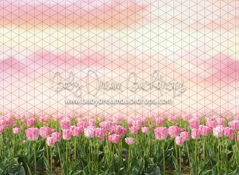 Perfectly Pink Tulips (CC)