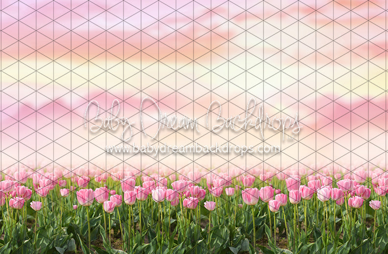 Perfectly Pink Tulips (CC)