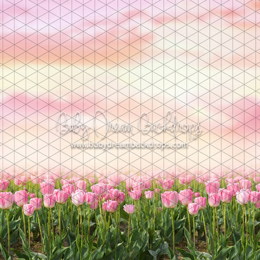 Perfectly Pink Tulips (CC)