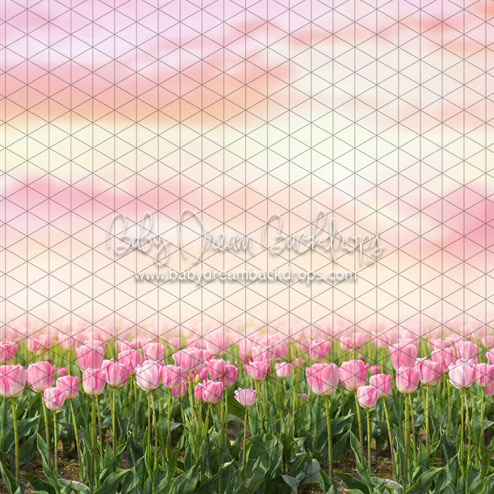 Perfectly Pink Tulips (CC)