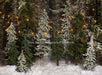 Place in the Pines String Lights - 60Hx80W- JA  