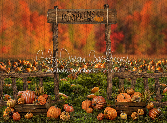 Pumpkin Picking Autumn Entrance (JA)
