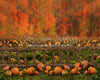 Pumpkin Picking Autumn Fence (JA)