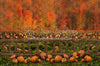Pumpkin Picking Autumn Fence (JA)