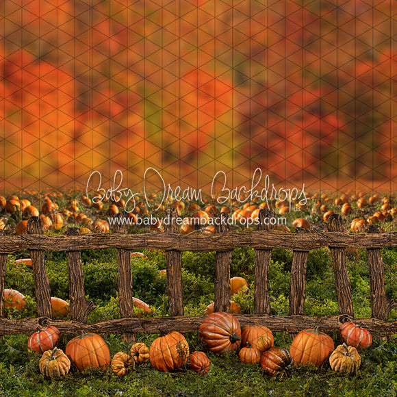 X Drop pumpkin picking autumn fence ja
