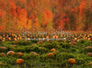 Pumpkin Picking Autumn Field (JA)
