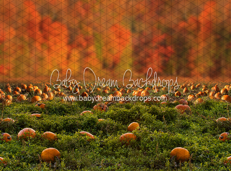 Pumpkin Picking Autumn Field (JA)