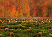 Pumpkin Picking Autumn Field (JA)