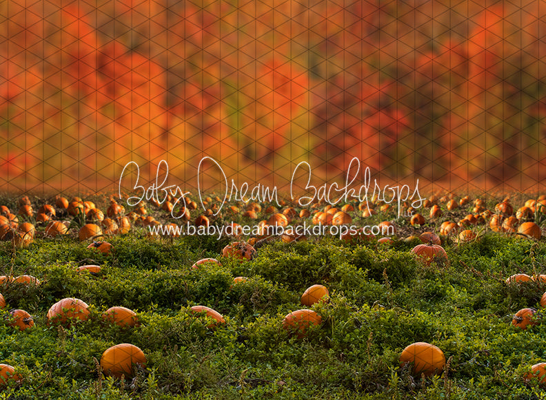 Pumpkin Picking Autumn Field (JA)