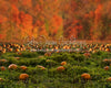 Pumpkin Picking Autumn Field (JA)