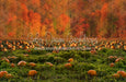 Pumpkin Picking Autumn Field (JA)