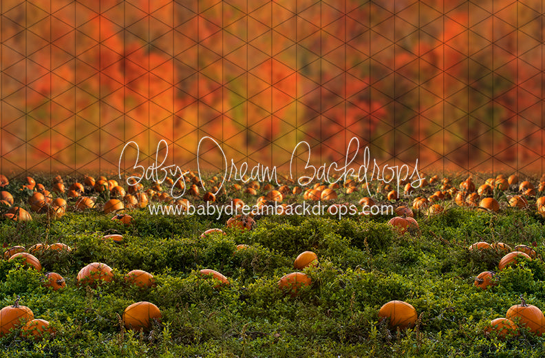 Pumpkin Picking Autumn Field (JA)