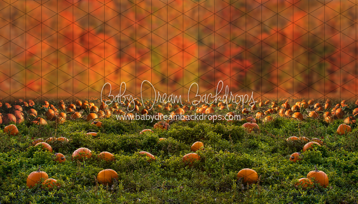 Pumpkin Picking Autumn Field (JA)
