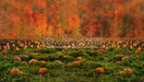 Pumpkin Picking Autumn Field (JA)