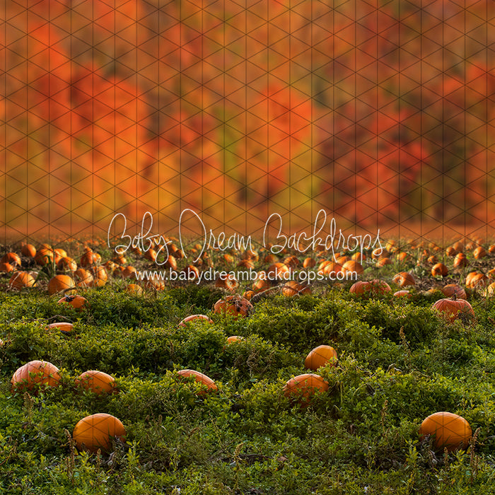 Pumpkin Picking Autumn Field (JA)