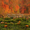X Drop pumpkin picking autumn field ja