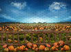 Pumpkin Picking Fence (JA)